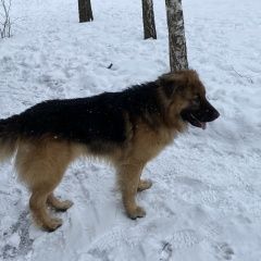 Картинка найдена собака В городе Заокский обнаружилась собачушка. Заокский