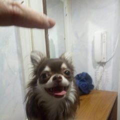 Подробнее об объявлении «Найдена собака кобель парень. чихуахуа, окрас каштановы Ставрополь» Фото: найдена собака Чихуахуа «Найдена собака кобель парень. чихуахуа, окрас...» в г. Ставрополь