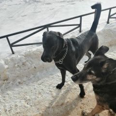 Подробнее об объявлении «Санкт-Петербург Найдена собака кобель» Фото: найдена собака  «Санкт-Петербург Найдена собака кобель» в г. Санкт-Петербург