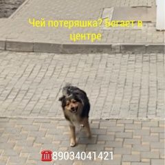 Подробнее об объявлении «Ростов-на-Дону Найдена собака кобель» Фото: найдена собака  «Ростов-на-Дону Найдена собака кобель» в г. Ростов-на-Дону