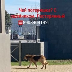 Подробнее об объявлении «Ростов-на-Дону Найдена собака кобель» Фото: найдена собака  «Ростов-на-Дону Найдена собака кобель» в г. Ростов-на-Дону