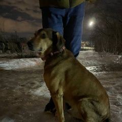 Подробнее об объявлении «Красногорск Найдена собака кобель розовый ошейник павшино» Фото: найдена собака  «Красногорск Найдена собака кобель розовый...» в г. Красногорск