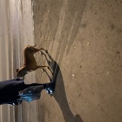 Подробнее об объявлении «Красноярск Найдена собака» Фото: найдена собака  «Красноярск Найдена собака» в г. Красноярск