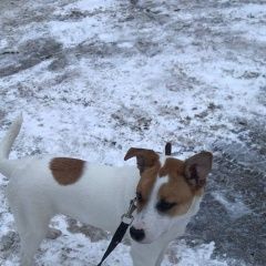 Подробнее об объявлении «Одинцово Найдена собака кобель метис джек-рассела» Фото: найдена собака Джек рассел терьер «Одинцово Найдена собака кобель метис джек-рассела» в г. Одинцово