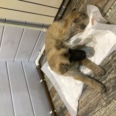 Подробнее об объявлении «Найдена собака щенок, девочка Иркутск» Фото: найдена собака  «Найдена собака щенок, девочка Иркутск» в г. Иркутск