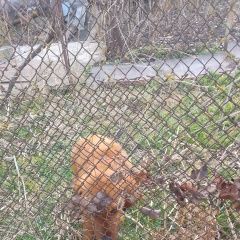 Подробнее об объявлении «Найдена собака кобель мальчик. Ессентуки» Фото: найдена собака  «Найдена собака кобель мальчик. Ессентуки» в г. Ессентуки