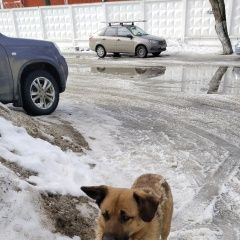 Картинка найдена собака В городе Малаховка замечена собачёнка. Малаховка