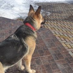 Картинка найдена собака В городе Чехов найдена собачушка. Чехов