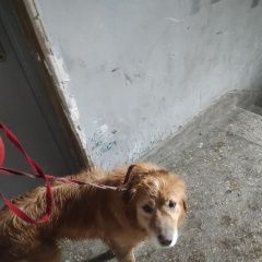 Подробнее об объявлении «Найдена собака Тбилиси» Фото: найдена собака  «Найдена собака Тбилиси» в г. Тбилиси