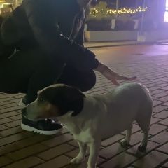Подробнее об объявлении «Найдена собака Сочи» Фото: найдена собака  «Найдена собака Сочи» в г. Сочи