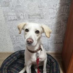 Картинка найдена собака В городе Кемерово нашлась собаченка. Кемерово