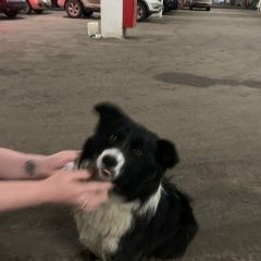 Подробнее об объявлении «Найдена собака Москва» Фото: найдена собака  «Найдена собака Москва» в г. Москва