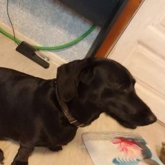 Подробнее об объявлении «Красноярск Найдена собака нашли чёрную таксу» Фото: найдена собака Такса «Красноярск Найдена собака нашли чёрную таксу» в г. Красноярск