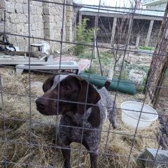 Подробнее об объявлении «Найдена собака Анапа» Фото: найдена собака Курцхаар «Найдена собака Анапа» в г. Анапа