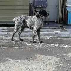 Подробнее об объявлении «Найдена собака кобель дратхаар Магнитогорск» Фото: найдена собака Дратхаар «Найдена собака кобель дратхаар Магнитогорск» в г. Магнитогорск