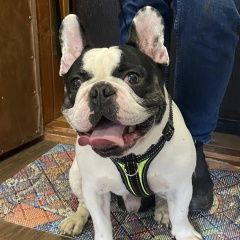Подробнее об объявлении «Одинцово Найдена собака кобель» Фото: найдена собака Французский бульдог «Одинцово Найдена собака кобель» в г. Одинцово
