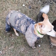 Подробнее об объявлении «Красноярск Найдена собака чей потеряшка?» Фото: найдена собака  «Красноярск Найдена собака чей потеряшка?» в г. Красноярск