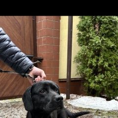 Подробнее об объявлении «Одинцово Найдена собака кобель» Фото: найдена собака  «Одинцово Найдена собака кобель» в г. Одинцово