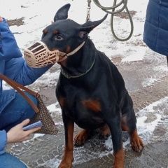 Картинка найдена собака В городе Санкт-Петербург обнаружен сабакен. Санкт-Петербург