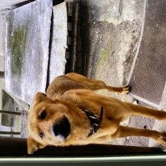 Подробнее об объявлении «Калининград (Кенигсберг) Найдена собака кобель ул. белинского д. 38» Фото: найдена собака  «Калининград (Кенигсберг) Найдена собака кобель...» в г. Калининград (Кенигсберг)