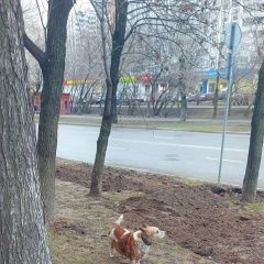 Подробнее об объявлении «Найдена собака бегает ищет хозяина Москва» Фото: найдена собака  «Найдена собака бегает ищет хозяина Москва» в г. Москва