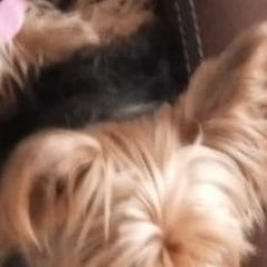 Подробнее об объявлении «Найдена собака кобель йоркширский терьер кобель Москва» Фото: найдена собака Йоркширский терьер «Найдена собака кобель йоркширский терьер кобель...» в г. Москва