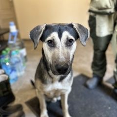 Подробнее об объявлении «Одинцово Найдена собака ищем хозяина» Фото: найдена собака  «Одинцово Найдена собака ищем хозяина» в г. Одинцово