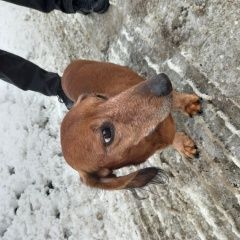 Подробнее об объявлении «Санкт-Петербург Найдена собака» Фото: найдена собака Такса «Санкт-Петербург Найдена собака» в г. Санкт-Петербург