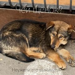 Подробнее об объявлении «Ростов-на-Дону Найдена собака» Фото: найдена собака  «Ростов-на-Дону Найдена собака» в г. Ростов-на-Дону