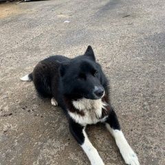 Подробнее об объявлении «Великие Луки Найдена собака кобель» Фото: найдена собака  «Великие Луки Найдена собака кобель» в г. Великие Луки