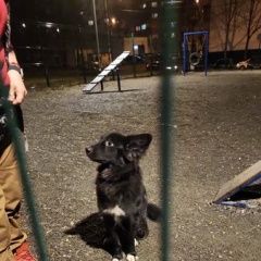 Подробнее об объявлении «Найдена собака кобель Москва» Фото: найдена собака  «Найдена собака кобель Москва» в г. Москва