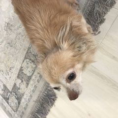 Подробнее об объявлении «Найдена собака кобель чихуахуа, возрастной кобелёк Анапа» Фото: найдена собака Чихуахуа «Найдена собака кобель чихуахуа, возрастной...» в г. Анапа