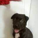 Подробнее об объявлении «Ангарск Найдена собака» Фото: найдена собака  «Ангарск Найдена собака» в г. Ангарск