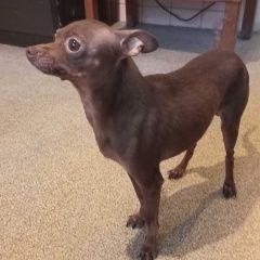 Подробнее об объявлении «Найдена собака кобель той-терьер в переделкино Москва» Фото: найдена собака Той-терьер «Найдена собака кобель той-терьер в переделкино...» в г. Москва