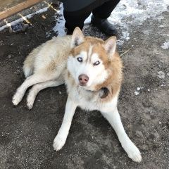 Подробнее об объявлении «Красноярск Найдена собака кобель» Фото: найдена собака Сибирская хаски «Красноярск Найдена собака кобель» в г. Красноярск