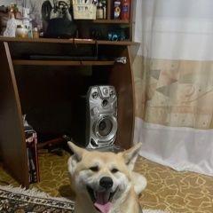 Подробнее об объявлении «Красноярск Найдена собака» Фото: найдена собака  «Красноярск Найдена собака» в г. Красноярск