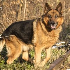 Подробнее об объявлении «Найдена собака овчарка бегает одна Анапа» Фото: найдена собака Немецкая овчарка «Найдена собака овчарка бегает одна Анапа» в г. Анапа
