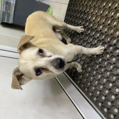 Подробнее об объявлении «Найдена собака кобель северное чертаново Москва» Фото: найдена собака  «Найдена собака кобель северное чертаново Москва» в г. Москва