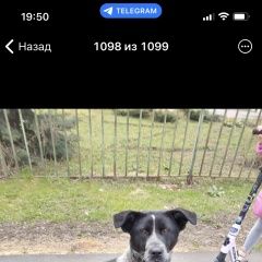 Подробнее об объявлении «Найдена собака замечена сегодня в сонцево Москва» Фото: найдена собака Дратхаар «Найдена собака замечена сегодня в сонцево Москва» в г. Москва