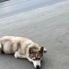 Подробнее об объявлении «Найдена собака хаски лежит у входа проходной фабрики св Москва» Фото: найдена собака  «Найдена собака хаски лежит у входа проходной...» в г. Москва