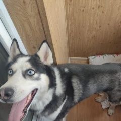 Подробнее об объявлении «Найдена собака кобель восток москвы Москва» Фото: найдена собака  «Найдена собака кобель восток москвы Москва» в г. Москва