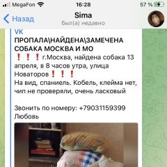 Подробнее об объявлении «Найдена собака кобель Москва» Фото: найдена собака  «Найдена собака кобель Москва» в г. Москва