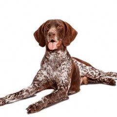 Подробнее об объявлении «Найдена собака кобель курцхаар порода Анапа» Фото: найдена собака Курцхаар «Найдена собака кобель курцхаар порода Анапа» в г. Анапа