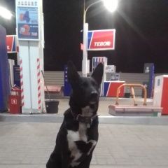 Подробнее об объявлении «Санкт-Петербург Найдена собака кобель» Фото: найдена собака  «Санкт-Петербург Найдена собака кобель» в г. Санкт-Петербург