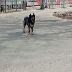 Подробнее об объявлении «Найдена собака видела собаку, которая ждёт хозяина Сходня» Фото: найдена собака  «Найдена собака видела собаку, которая ждёт...» в г. Сходня