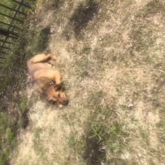 Подробнее об объявлении «Найдена собака кобель деревня им. дмитриева пес Высоковск» Фото: найдена собака  «Найдена собака кобель деревня им. дмитриева пес...» в г. Высоковск