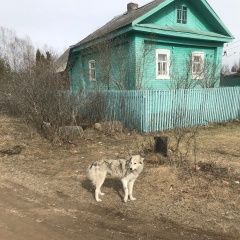 Подробнее об объявлении «Найдена собака Череповец» Фото: найдена собака  «Найдена собака Череповец» в г. Череповец