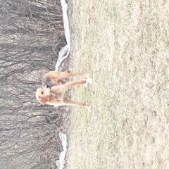 Подробнее об объявлении «Вологда Найдена собака кобель» Фото: найдена собака Гончая «Вологда Найдена собака кобель» в г. Вологда