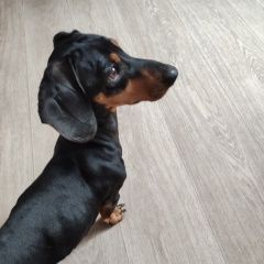 Подробнее об объявлении «Красноярск Найдена собака кобель такса» Фото: найдена собака Такса «Красноярск Найдена собака кобель такса» в г. Красноярск