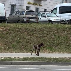 Подробнее об объявлении «Найдена собака замечена собака Москва» Фото: найдена собака Курцхаар «Найдена собака замечена собака Москва» в г. Москва